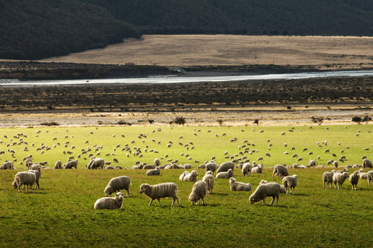 New Zealand Wool
